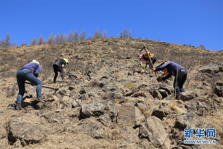 （新華全媒頭條&middot;圖文互動(dòng)）（8）那一抹綠色，走進(jìn)越來越多人心里&mdash;&mdash;河北塞罕壩續(xù)寫新時(shí)代綠色傳奇