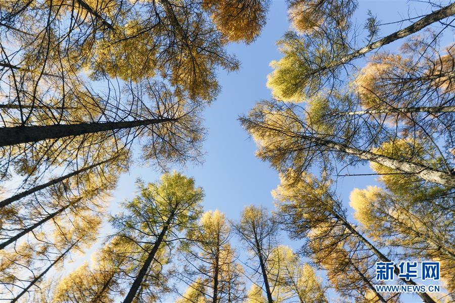（新華全媒頭條&middot;圖文互動(dòng)）（9）那一抹綠色，走進(jìn)越來越多人心里&mdash;&mdash;河北塞罕壩續(xù)寫新時(shí)代綠色傳奇