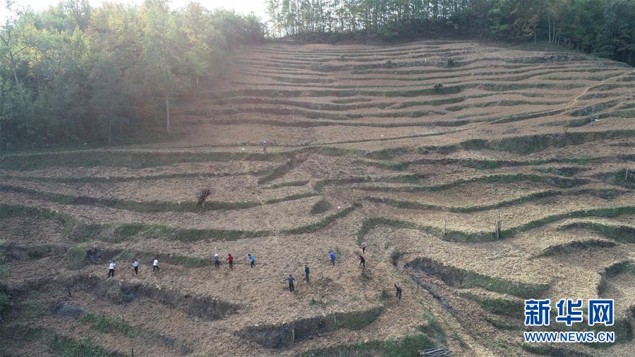 （在習(xí)近平新時(shí)代中國(guó)特色社會(huì)主義思想指引下&middot;慶祝改革開(kāi)放40周年&middot;共享發(fā)展&middot;圖文互動(dòng)）（2）&ldquo;浙江親人&rdquo;請(qǐng)心安 白茶苗已種滿(mǎn)山&mdash;&mdash;浙江安吉捐贈(zèng)四川青川白茶苗種植地探訪