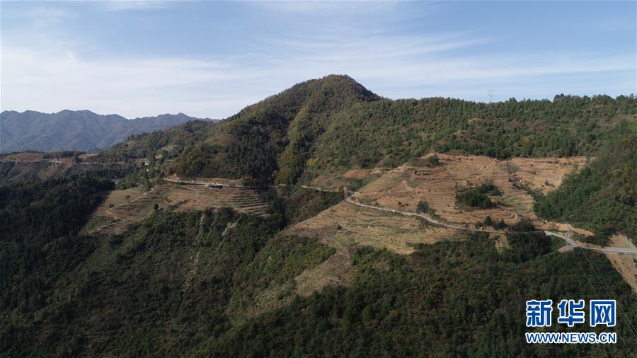 （在習(xí)近平新時(shí)代中國(guó)特色社會(huì)主義思想指引下&middot;慶祝改革開(kāi)放40周年&middot;共享發(fā)展&middot;圖文互動(dòng)）（4）&ldquo;浙江親人&rdquo;請(qǐng)心安 白茶苗已種滿(mǎn)山&mdash;&mdash;浙江安吉捐贈(zèng)四川青川白茶苗種植地探訪