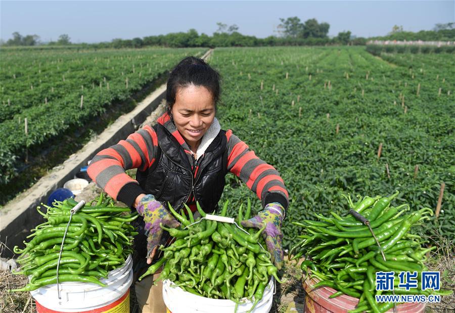 （輝煌60年&middot;壯美新廣西&middot;圖文互動(dòng)）（2）攜手描繪八桂大地上的美麗畫(huà)卷&mdash;&mdash;寫(xiě)在廣西壯族自治區(qū)成立60周年之際