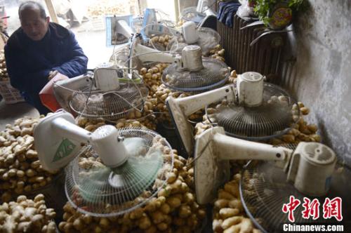 資料圖：山西太原蔬菜批發(fā)市場，姜販用多臺電風(fēng)扇風(fēng)干新鮮潮濕的生姜。<a target='_blank' ><p  align=