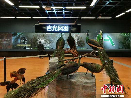 先有雞還是先有蛋？這個(gè)科普展覽有點(diǎn)&ldquo;不一般&rdquo;