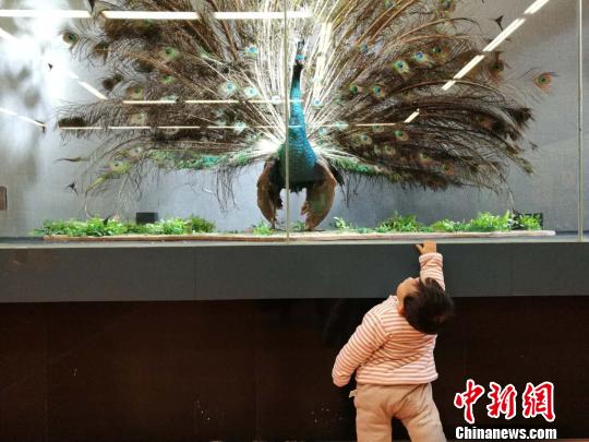 圖為展覽現(xiàn)場(chǎng)?！『h(yuǎn)航 攝