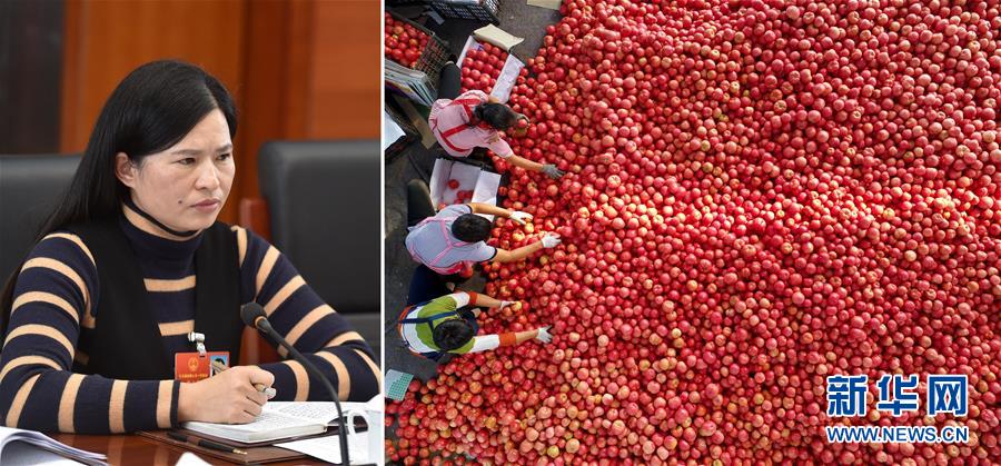 （兩會(huì)&middot;影像鏈接）全國人大代表曾云英：新型農(nóng)業(yè)將迎來高質(zhì)量發(fā)展的機(jī)遇