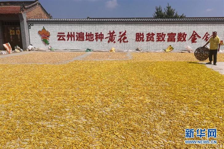 （在習(xí)近平新時(shí)代中國(guó)特色社會(huì)主義思想指引下&mdash;&mdash;新時(shí)代新作為新篇章&middot;鄉(xiāng)村振興戰(zhàn)略&middot;圖文互動(dòng)）（2）一株忘憂草，萬(wàn)家喜眉梢&mdash;&mdash;山西省大同市云州區(qū)黃花產(chǎn)業(yè)扶貧觀察