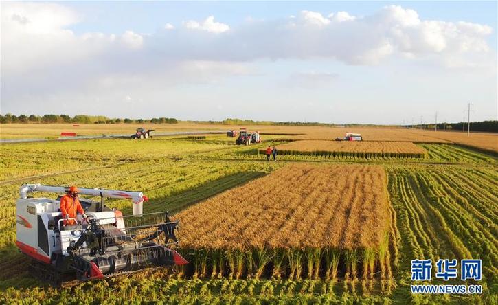 （在習(xí)近平新時(shí)代中國(guó)特色社會(huì)主義思想指引下&mdash;&mdash;新時(shí)代新作為新篇章&middot;鄉(xiāng)村振興戰(zhàn)略&middot;圖文互動(dòng)）（2）&ldquo;十五連豐&rdquo;譜新篇&mdash;&mdash;端牢&ldquo;中國(guó)飯碗&rdquo;的龍江實(shí)踐