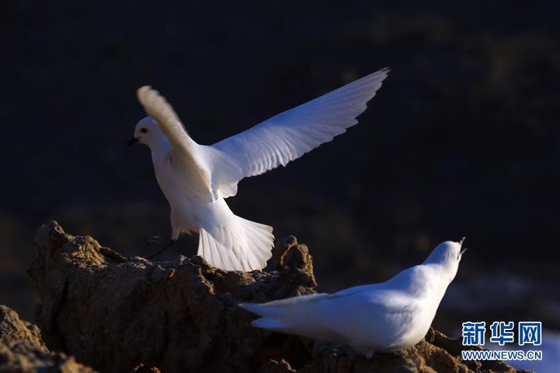 （第35次南極科考&middot;圖文互動(dòng)）（1）中國(guó)首次利用紅外相機(jī)自動(dòng)監(jiān)測(cè)南極雪海燕