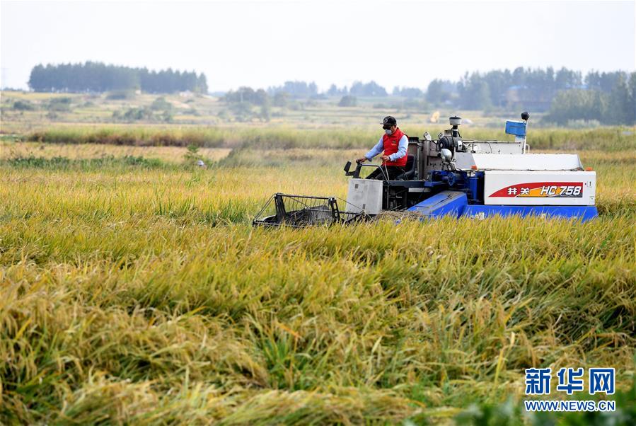 （新華全媒頭條&middot;愛國情 奮斗者&middot;圖文互動）（6）一個村的奮斗，一個時代的巨變&mdash;&mdash;記敢&ldquo;蹚新路&rdquo;的小崗人