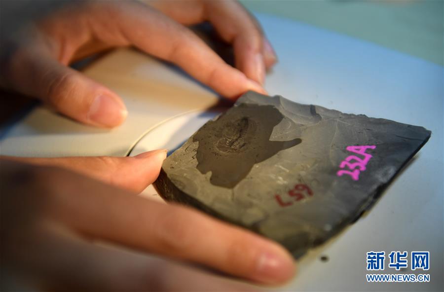 （新華全媒頭條&middot;圖文互動）（8）探尋5億年前&ldquo;生命大爆炸&rdquo;之奧秘&mdash;&mdash;中國科學(xué)家發(fā)現(xiàn)寒武紀(jì)&ldquo;化石寶庫&rdquo;清江生物群紀(jì)實(shí)