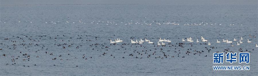 （生態(tài)文明建設(shè)&middot;圖文互動）（1）從亂河灘到&ldquo;鳥的天堂&rdquo;&mdash;&mdash;一名攝影師鏡頭里的&ldquo;生態(tài)變奏曲&rdquo;