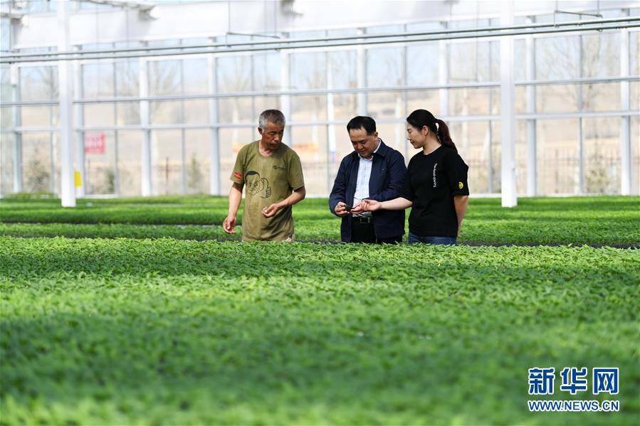 （壯麗70年　奮斗新時代&mdash;&mdash;推動高質(zhì)量發(fā)展調(diào)研行&middot;圖文互動）（2）黑龍江賓縣：&ldquo;北菜南銷&rdquo;演繹結(jié)構(gòu)調(diào)整&ldquo;大文章&rdquo; 