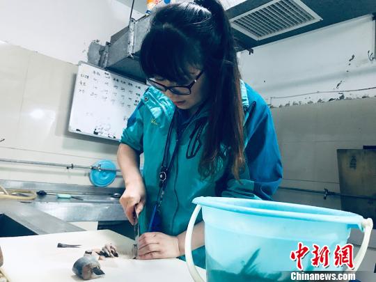 于雅麗在餌料操作間，準(zhǔn)備著動(dòng)物們的食物?！“瑧c龍 攝