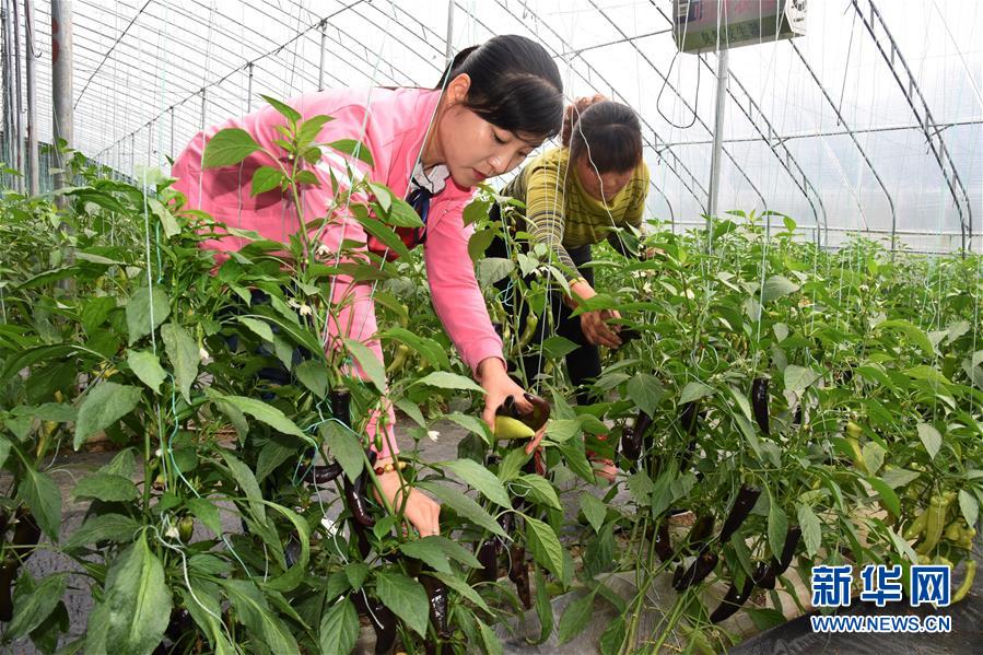 （壯麗70年&middot;奮斗新時(shí)代&middot;圖文互動(dòng)）（3）山東壽光：一棵&ldquo;菜&rdquo;興一座城 