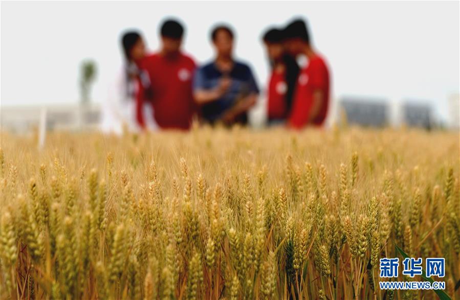 （新華全媒頭條&middot;愛國情 奮斗者&middot;圖文互動）（7）把論文寫在祖國的大地上&mdash;&mdash;中國農(nóng)業(yè)大學46年扎根河北曲周服務鄉(xiāng)村振興紀實