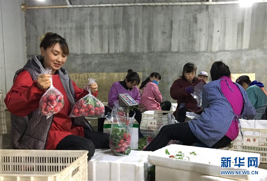 （在習(xí)近平新時(shí)代中國特色社會(huì)主義思想指引下&mdash;&mdash;新時(shí)代新作為新篇章&middot;圖文互動(dòng)）（2）牡丹江：小果蔬透著三種&ldquo;范兒&rdquo;