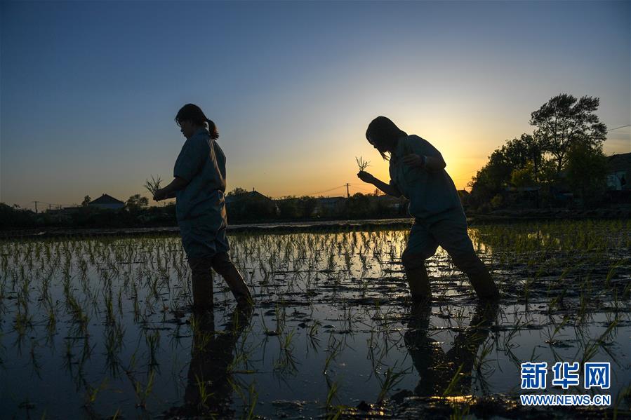 （在習(xí)近平新時(shí)代中國(guó)特色社會(huì)主義思想指引下&mdash;&mdash;新時(shí)代新作為新篇章&middot;圖文互動(dòng)）（2）大學(xué)生種田讓農(nóng)民&ldquo;老把式&rdquo;開(kāi)了眼&mdash;&mdash;吉林長(zhǎng)白山下的稻田新事