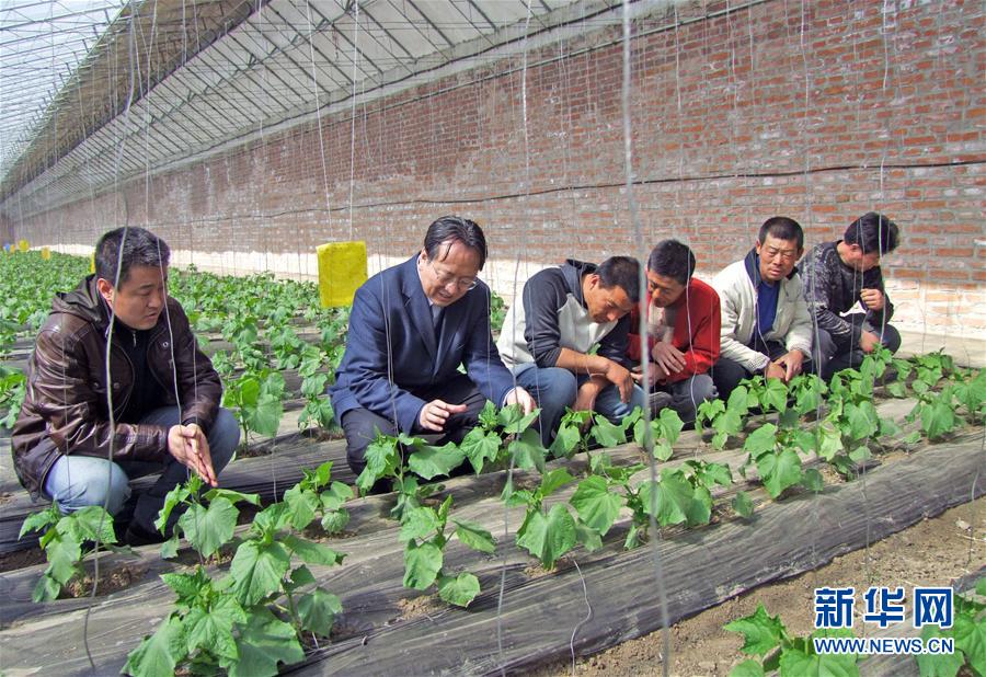 （新華全媒頭條&middot;圖文互動(dòng)）（6）和蔬菜&ldquo;說話&rdquo;的人&mdash;&mdash;中國(guó)工程院院士李天來的&ldquo;棚菜人生&rdquo;