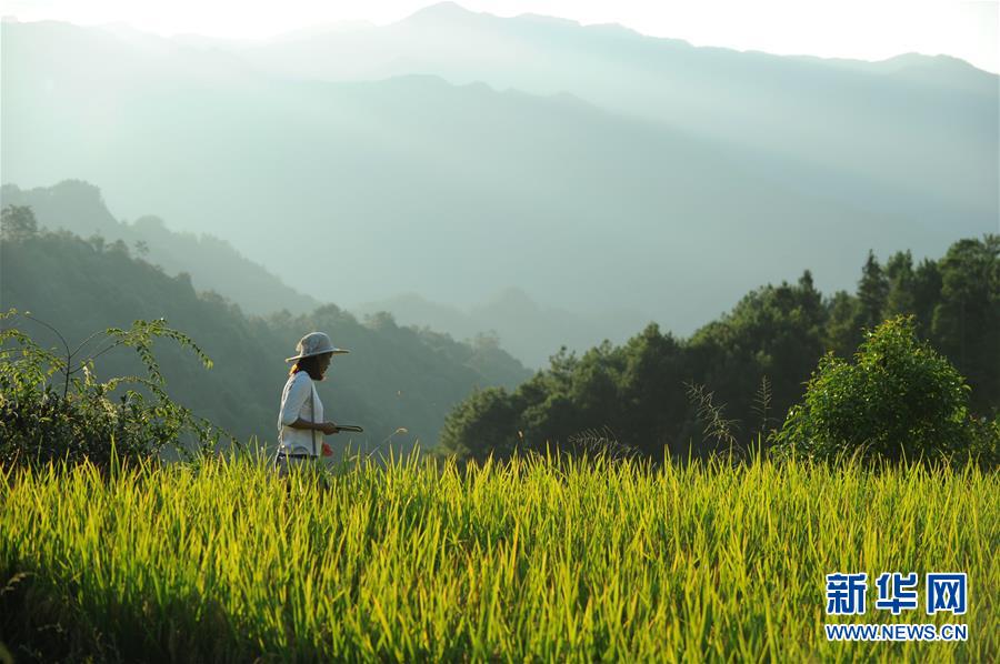 (新華全媒頭條·圖文互動)(9)咱們村里的年輕人——記奮戰(zhàn)在貴州脫貧攻堅一線的青年