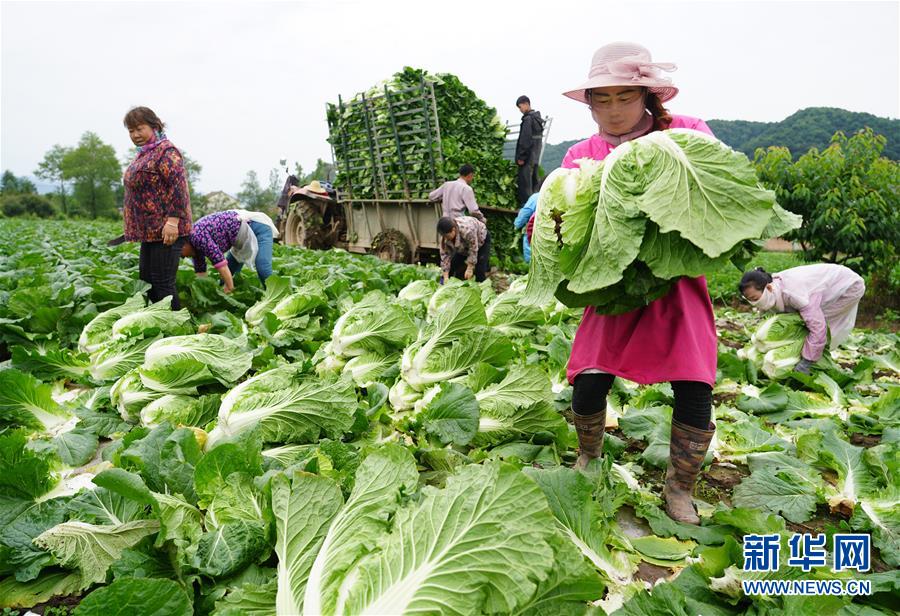 （走基層 聽民聲&middot;圖文互動(dòng)）（1）陜西：太白山下種蔬菜 質(zhì)優(yōu)價(jià)高不愁賣