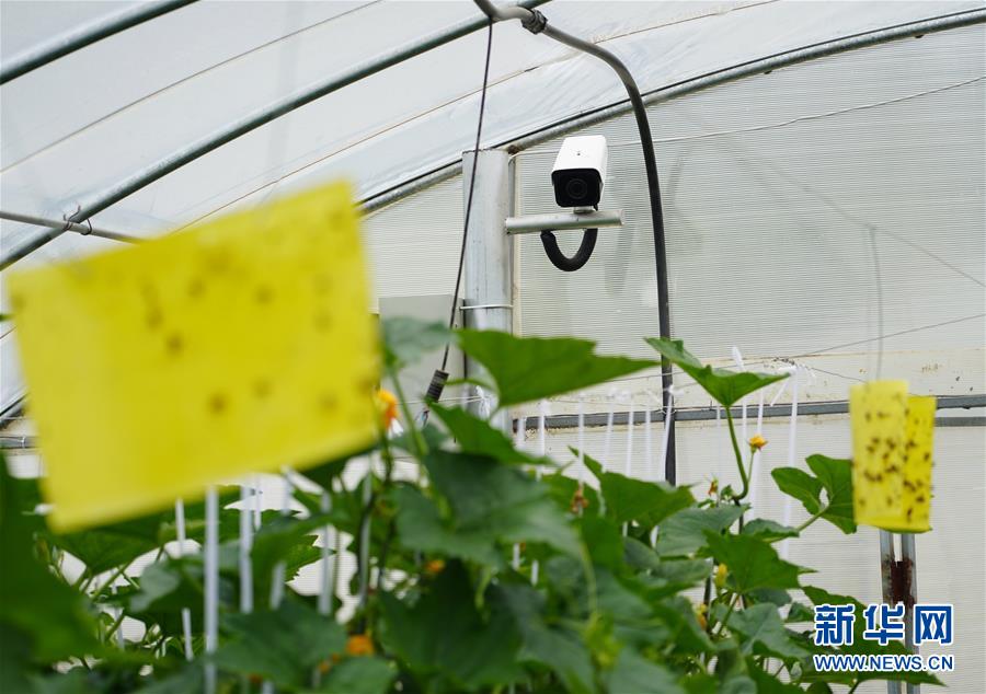 （走基層 聽民聲&middot;圖文互動(dòng)）（2）陜西：太白山下種蔬菜 質(zhì)優(yōu)價(jià)高不愁賣