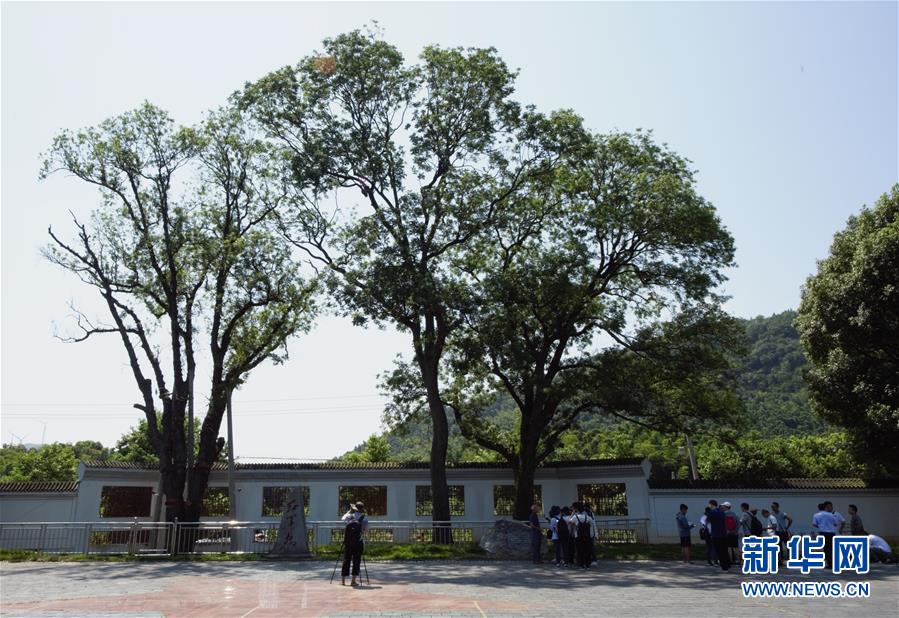 （壯麗70年&middot;奮斗新時(shí)代&mdash;&mdash;記者再走長(zhǎng)征路&middot;圖文互動(dòng)）（6）&ldquo;紅軍樹(shù)&rdquo;下憶初心、守初心