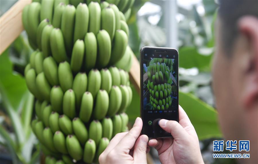 （在習近平新時代中國特色社會主義思想指引下&mdash;&mdash;新時代新作為新篇章&middot;圖文互動）（1）吉林萬昌現(xiàn)代農(nóng)業(yè)發(fā)展先導區(qū)&ldquo;三變&rdquo; 