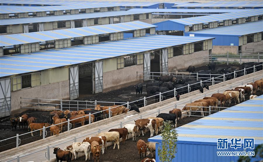 （壯麗70年&middot;奮斗新時代&mdash;&mdash;共和國發(fā)展成就巡禮&middot;圖文互動）（11）生態(tài)美、百姓富&mdash;&mdash;品讀嶄新&ldquo;寧夏畫卷&rdquo;