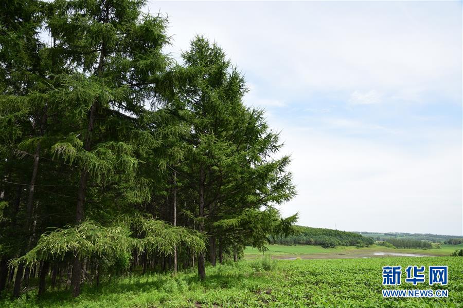 （在習(xí)近平新時代中國特色社會主義思想指引下&mdash;&mdash;新時代新作為新篇章&middot;圖文互動）（1）向林木要錢，讓綠樹生金&mdash;&mdash;黑龍江省拜泉縣發(fā)展綠色經(jīng)濟(jì)助脫貧