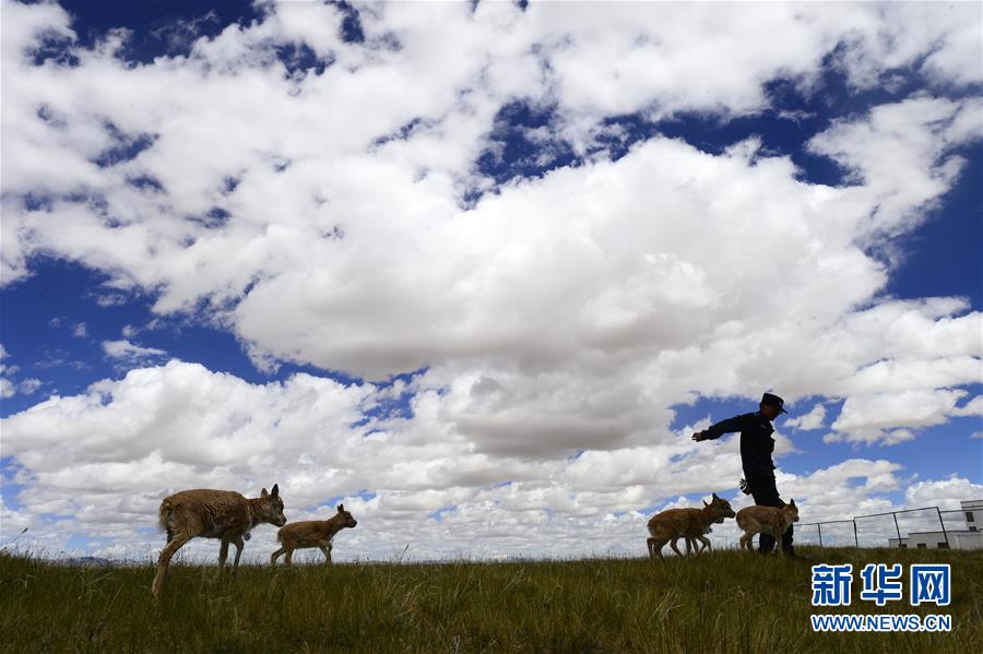 （今日關(guān)注&middot;第一屆國家公園論壇&middot;圖文互動）（5）首個國家公園什么樣？專家?guī)阆?ldquo;睹&rdquo;為快