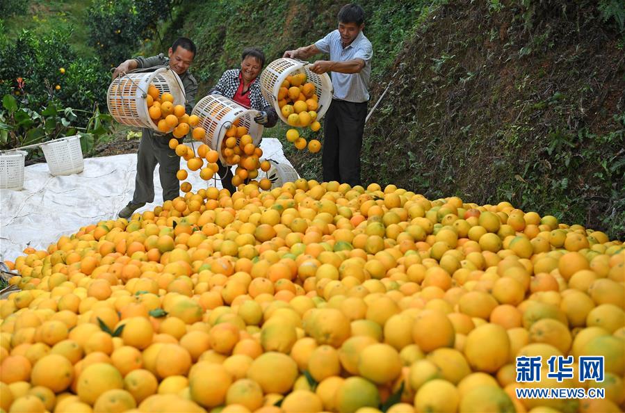 （紅土地&ldquo;往事新說(shuō)&rdquo;&middot;圖文互動(dòng)）（7）昔日房前&ldquo;一棵苗&rdquo; 今朝引來(lái)橙滿枝