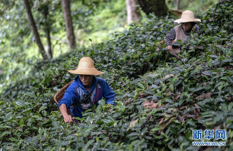 （決戰(zhàn)決勝脫貧攻堅&middot;圖文互動）（5）怒江大峽谷興起&ldquo;生態(tài)行當&rdquo;