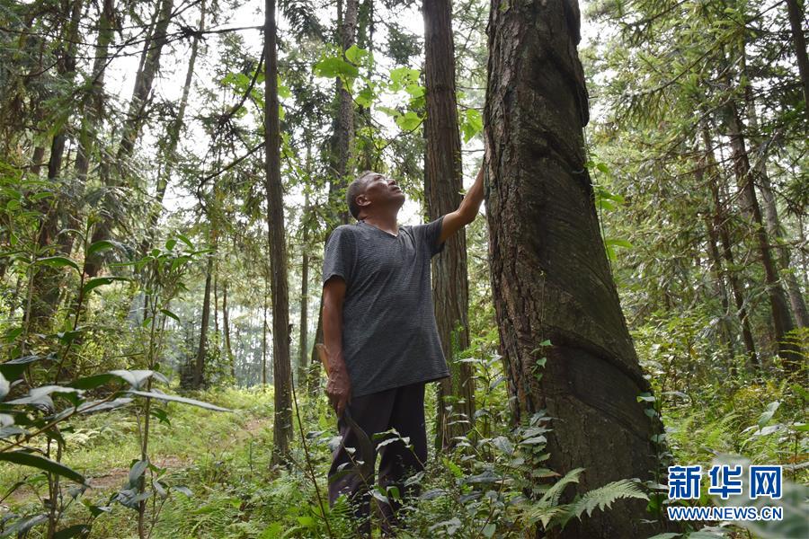 （愛國情 奮斗者&middot;圖文互動）（3）貴州印江高石坎護(hù)林隊：半輩子，以林場為家