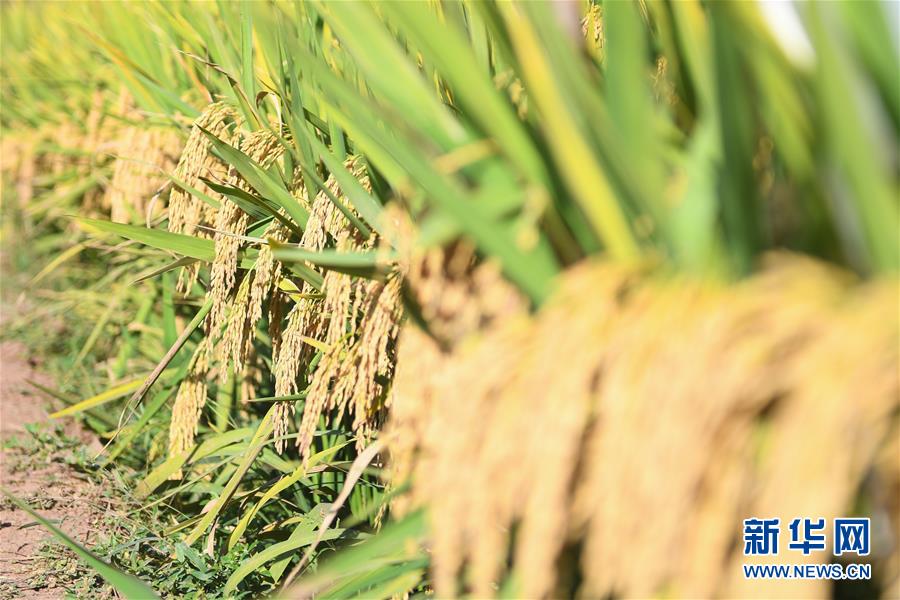 （圖文互動(dòng)）（8）1046.3公斤！袁隆平第三代雜交水稻首次公開(kāi)測(cè)產(chǎn)