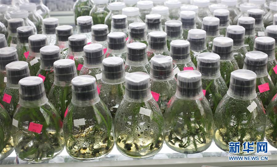 （在習(xí)近平新時(shí)代中國特色社會主義思想指引下&mdash;&mdash;新時(shí)代新作為新篇章&middot;總書記關(guān)心的百姓身邊事&middot;圖文互動(dòng)）（3）&ldquo;科技秀才&rdquo;給田野帶來新希望