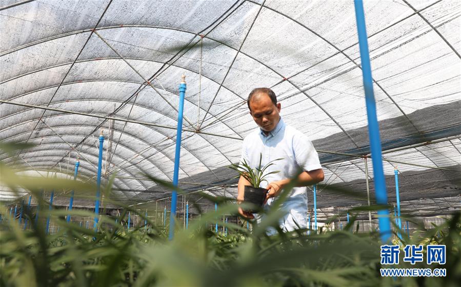 （在習(xí)近平新時(shí)代中國特色社會主義思想指引下&mdash;&mdash;新時(shí)代新作為新篇章&middot;總書記關(guān)心的百姓身邊事&middot;圖文互動(dòng)）（4）&ldquo;科技秀才&rdquo;給田野帶來新希望