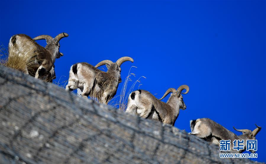 (行走中國·圖文互動(dòng))(5)青海三江源:在“神山圣湖”間尋覓“高原精靈”