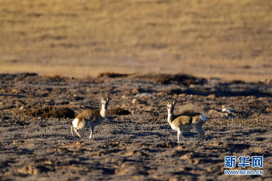 (行走中國·圖文互動(dòng))(9)青海三江源:在“神山圣湖”間尋覓“高原精靈”