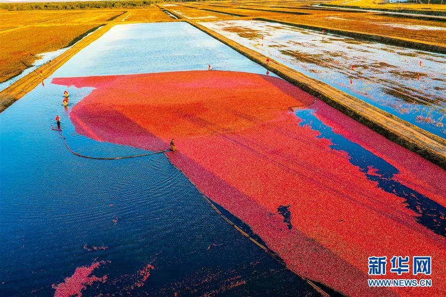 （脫貧攻堅(jiān)&middot;圖文互動(dòng)）（2）中國(guó)東極故事之五：蔓越莓為什么這樣紅？