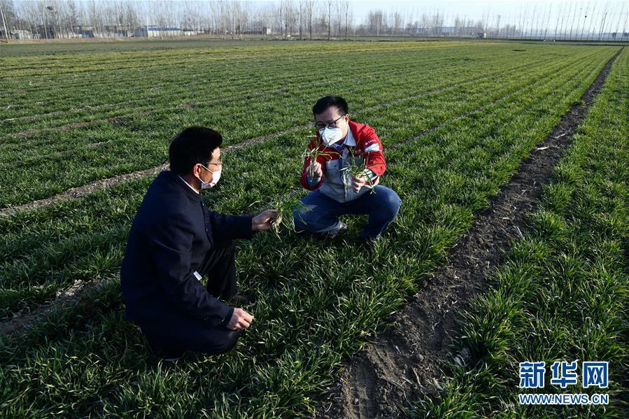 (圖文互動)(1)別樣的春耕——來自農(nóng)業(yè)大省山東的春耕備耕見聞