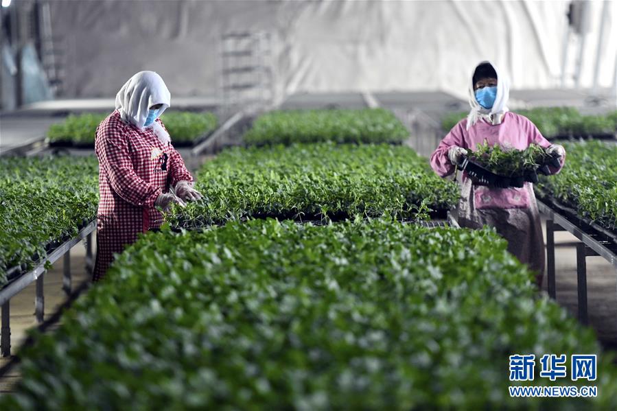 (圖文互動)(4)別樣的春耕——來自農(nóng)業(yè)大省山東的春耕備耕見聞