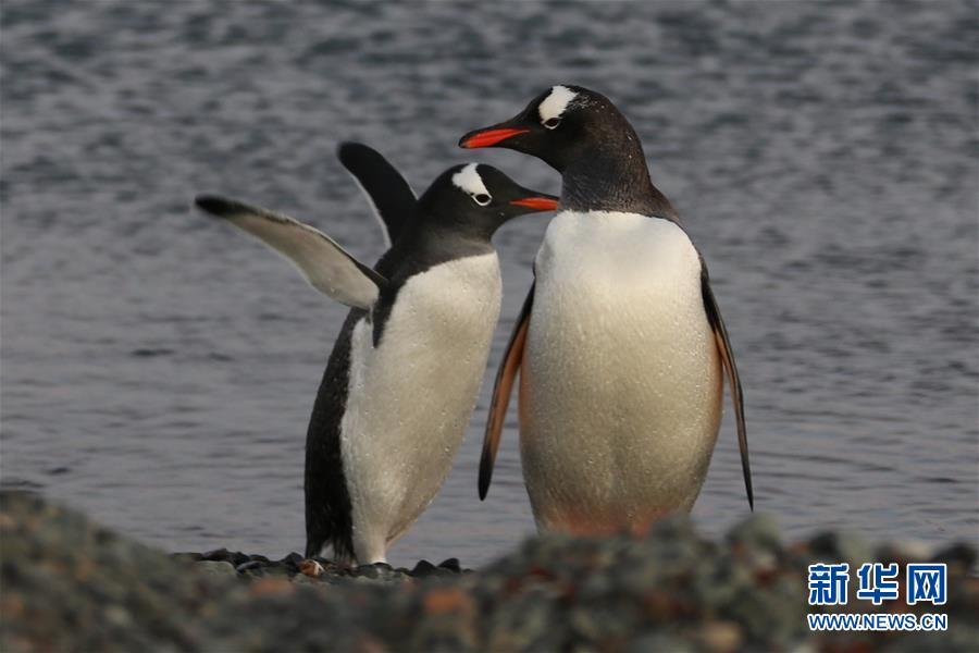 （&ldquo;雪龍&rdquo;探南極&middot;圖文互動(dòng)）（6）記者手記：南極筑&ldquo;城&rdquo;記&mdash;&mdash;在長城站讀《中國南極長城站》