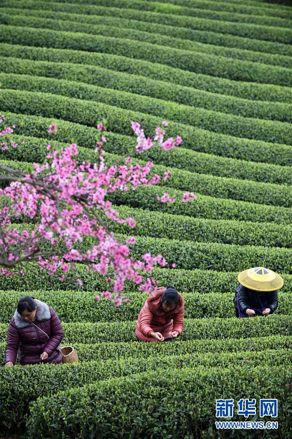 （新華全媒頭條&middot;圖文互動）（12）書寫新的轉折&mdash;&mdash;寫在革命老區(qū)遵義全面脫貧之際