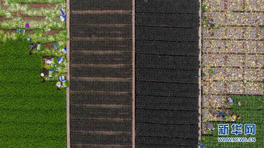 （抓好春耕備耕 穩(wěn)住農(nóng)業(yè)生產(chǎn)&middot;圖文互動）（4）&ldquo;栽種的是菜苗，收獲的是希望&rdquo;&mdash;&mdash;云南蔬菜集散地通海縣春耕見聞 