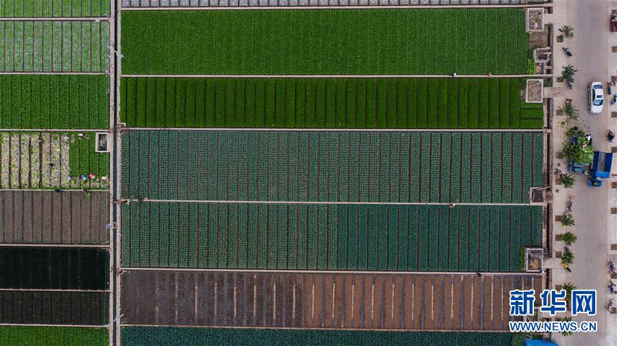 （抓好春耕備耕 穩(wěn)住農(nóng)業(yè)生產(chǎn)&middot;圖文互動）（1）&ldquo;栽種的是菜苗，收獲的是希望&rdquo;&mdash;&mdash;云南蔬菜集散地通海縣春耕見聞 