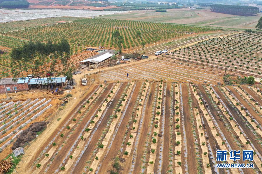 （抓好春耕備耕 穩(wěn)住農業(yè)生產&middot;圖文互動）（3）農時不等人 扶貧不能拖&mdash;&mdash;種瓜大村春耕生產見聞 