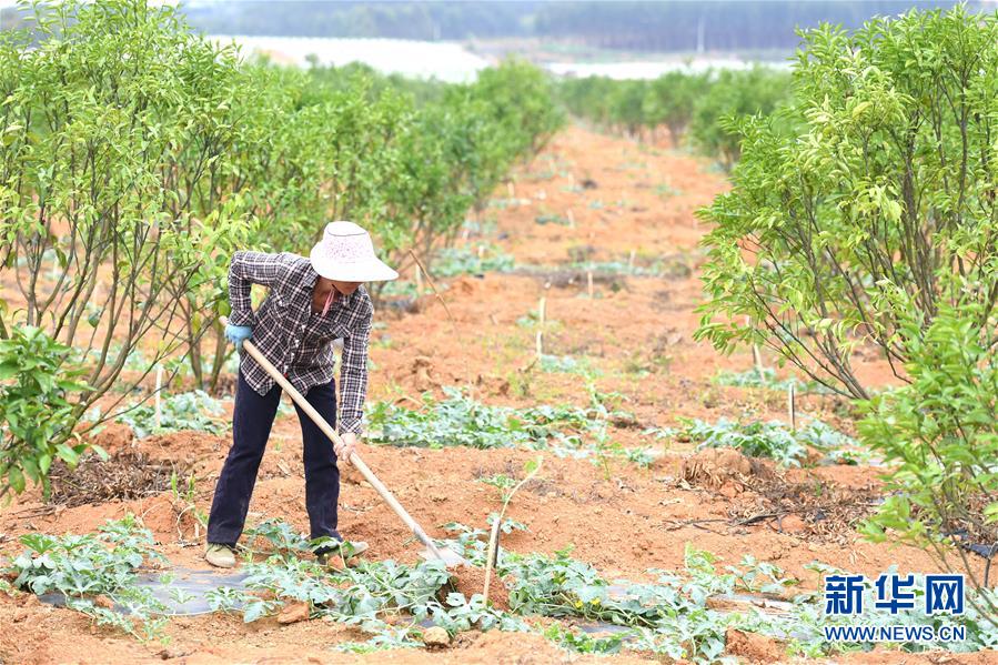 （抓好春耕備耕 穩(wěn)住農業(yè)生產&middot;圖文互動）（6）農時不等人 扶貧不能拖&mdash;&mdash;種瓜大村春耕生產見聞 