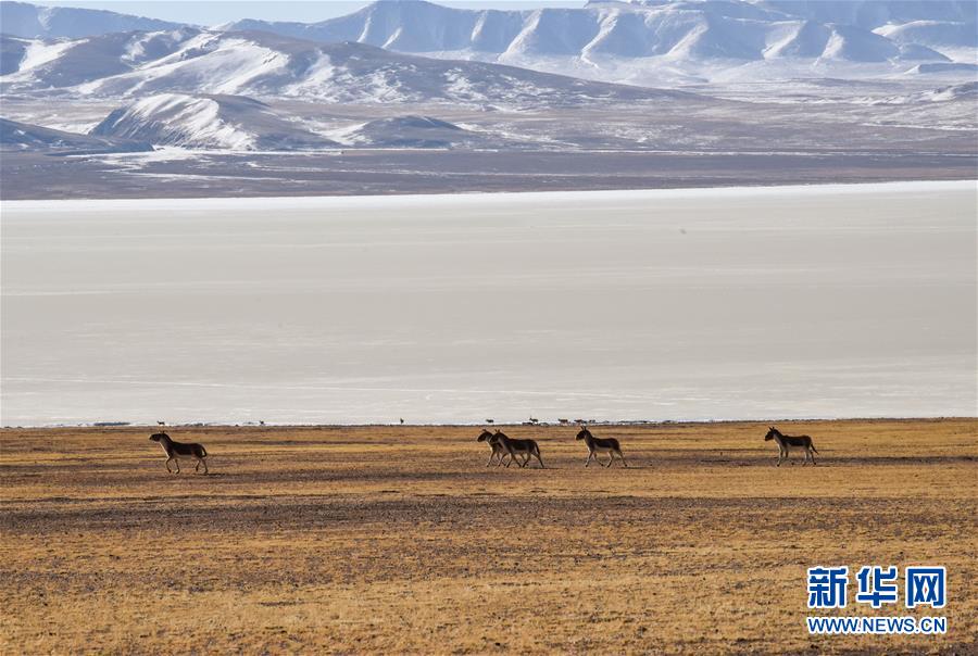 （新華全媒頭條&middot;圖文互動）（3）跨越半個世紀的生命遷徙&mdash;&mdash;西藏極高海拔生態(tài)搬遷破解人與自然共生難題