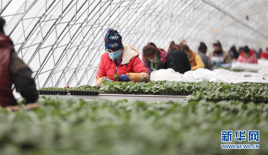 （新華全媒頭條&middot;圖文互動(dòng)）（3）春色最濃在田間&mdash;&mdash;來自全國春耕備耕的現(xiàn)場觀察