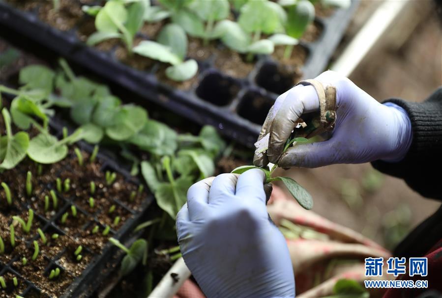 （新華全媒頭條&middot;圖文互動(dòng)）（4）春色最濃在田間&mdash;&mdash;來自全國春耕備耕的現(xiàn)場觀察